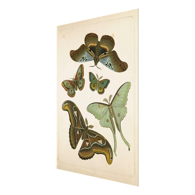 Prints brown Vintage Illustration Exotic Butterflies II