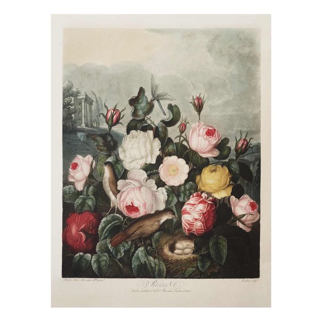 Flower print Botany Vintage Illustration Of Roses