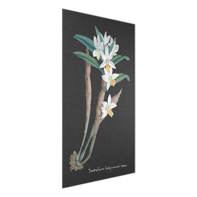 Glass prints flower White Orchid On Linen I