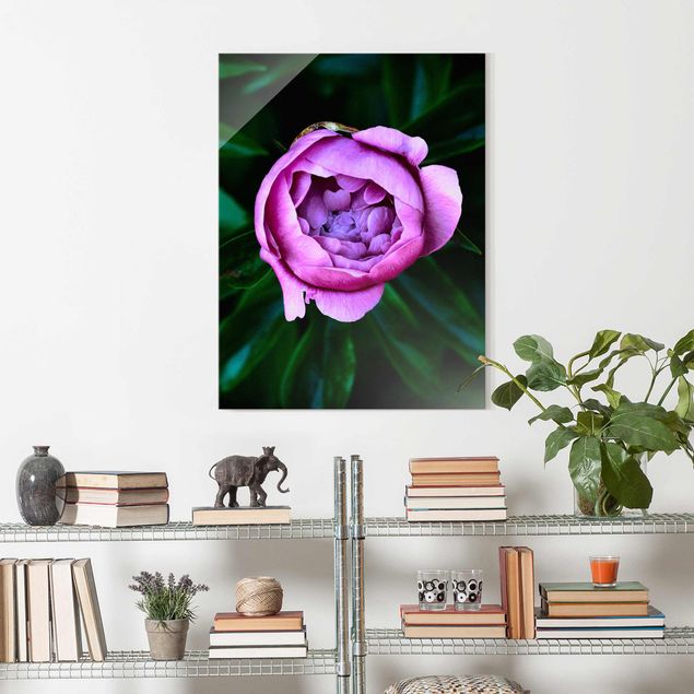 Glass prints rose Purple Peonies Blossoms In Front Of Leaves