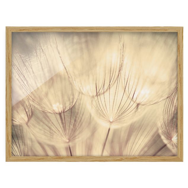 Flowers framed Dandelions Close-Up In Cozy Sepia Tones