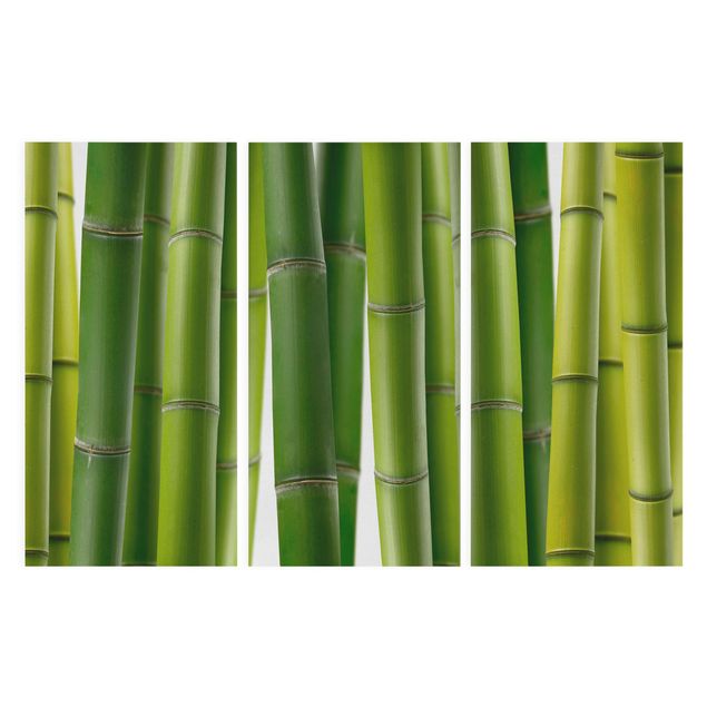 Canvas prints bamboo Bamboo Plants