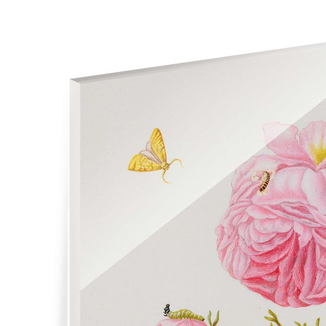 Prints pink Anna Maria Sibylla Merian - Wild Rose With Gracillariidae