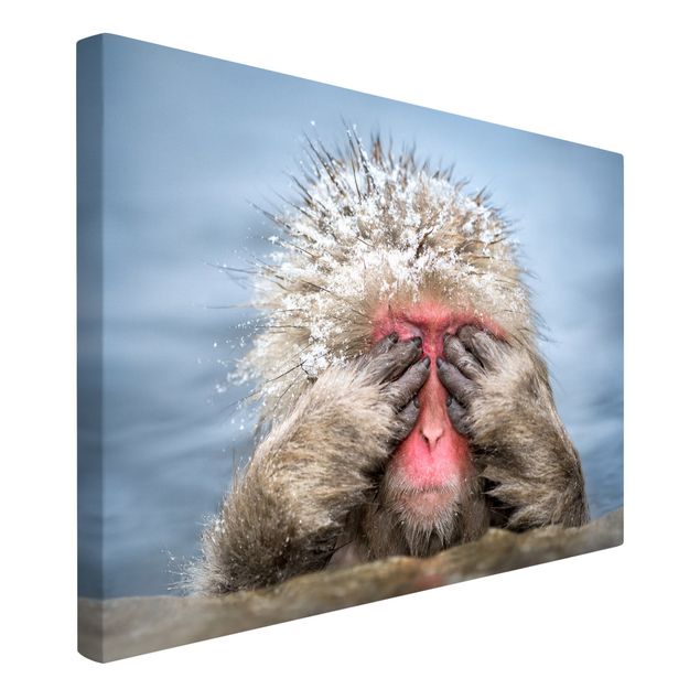 Animal canvas Japanese Macaque
