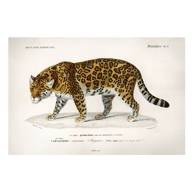 Cat canvas Vintage Board Jaguar