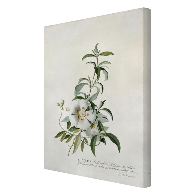Prints floral Georg Dionysius Ehret - Rockrose