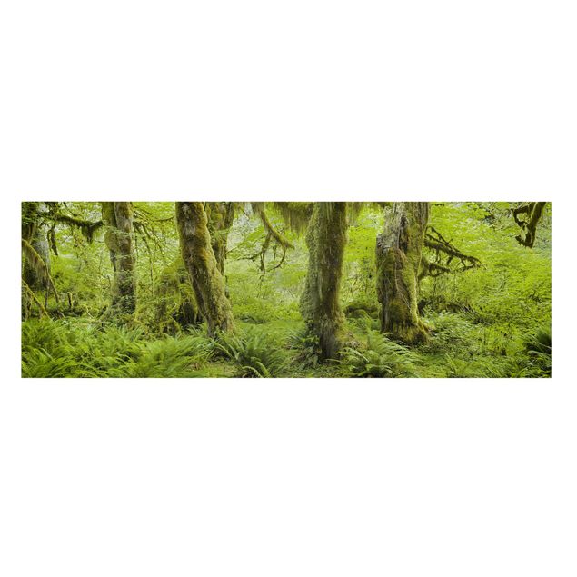 Canvas prints landscape Hall Of Mosses Olympic National Park