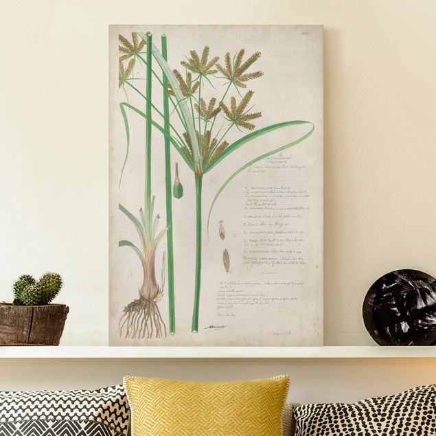 Canvas prints grasses Vintage Botany Drawing Grasses I