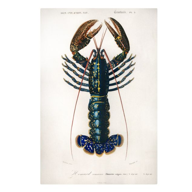 Navy blue wall art Vintage Board Blue Lobster