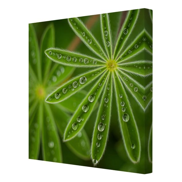 Green art prints Morning Dew On Lupine Leaves