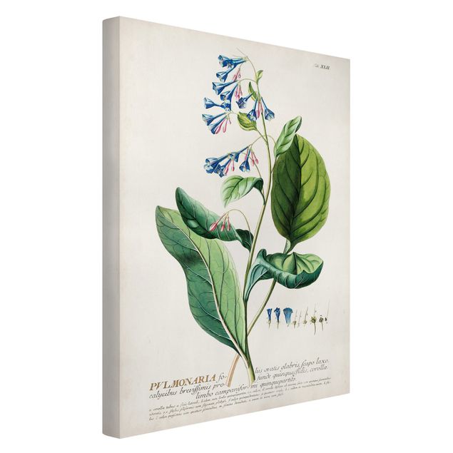 Floral prints Vintage Botanical Illustration Lungwort