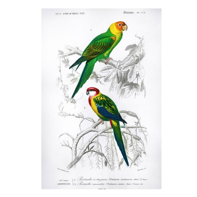 Prints floral Vintage Wall Chart Two Parrots Green Red