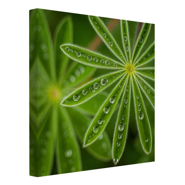 Floral picture Morning Dew On Lupine Leaves