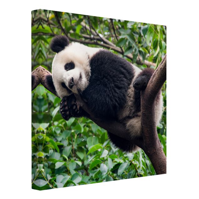 Panda bear wall art Sleeping Panda On Tree Branch