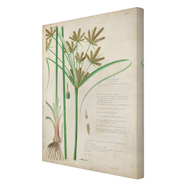 Green art prints Vintage Botany Drawing Grasses I