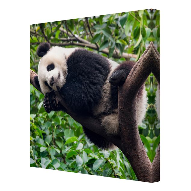 Animal canvas Sleeping Panda On Tree Branch