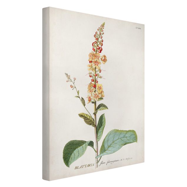 Floral prints Vintage Botanical Illustration Mullein