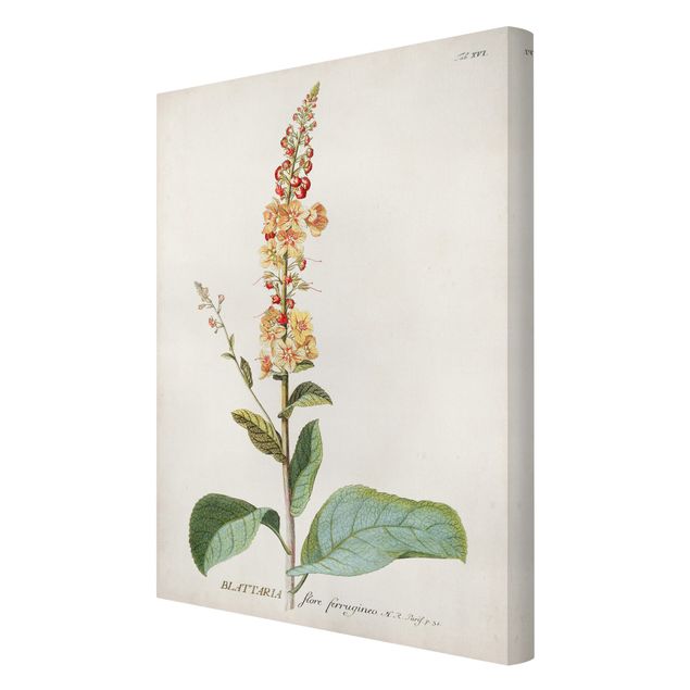 Prints Vintage Botanical Illustration Mullein