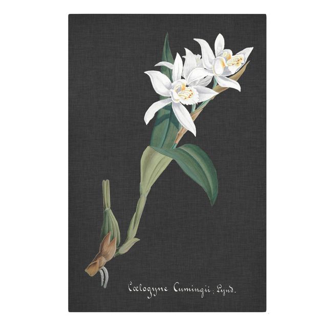Prints floral White Orchid On Linen II
