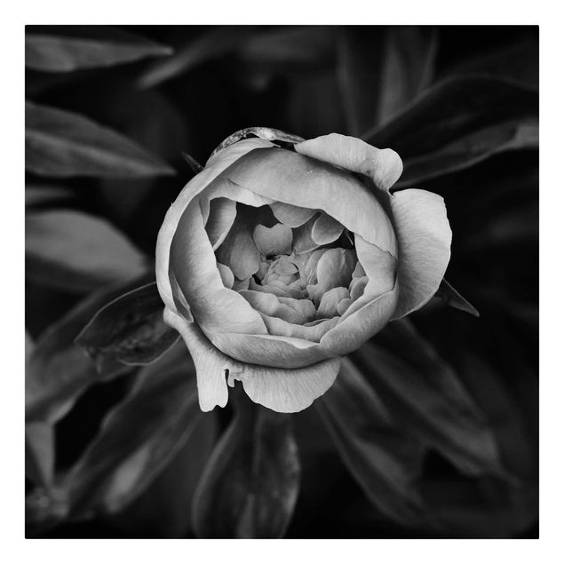Floral prints Peonies In Front Of Leaves Black And White