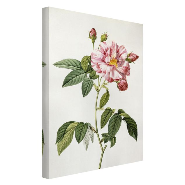 Art prints Pierre Joseph Redoute - Pink Gallica Rose