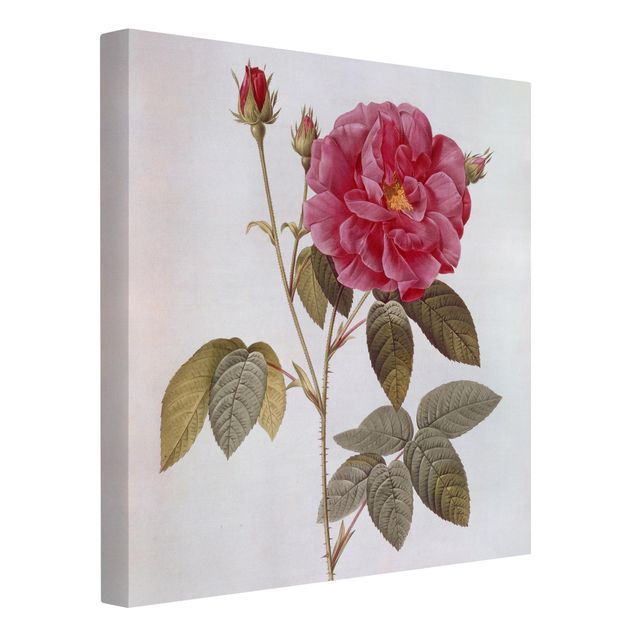 Art prints Pierre Joseph Redoute - Apothecary's Rose