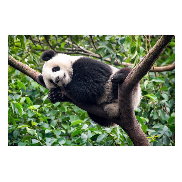 Tree print Sleeping Panda On Tree Branch