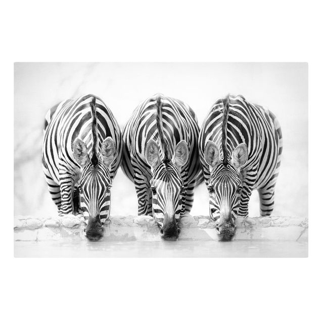 Animal wall art Zebra Trio In Black And White