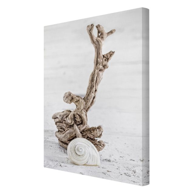 Canvas prints art print White Snail Shell And Root Wood