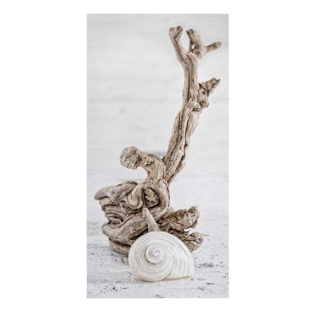 Art posters White Snail Shell And Root Wood