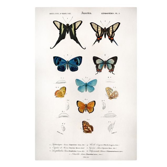Animal canvas Vintage Board Butterflies I