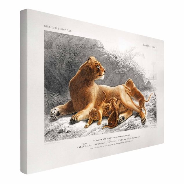 Lion canvas Vintage Board Lioness And Lion Cubs