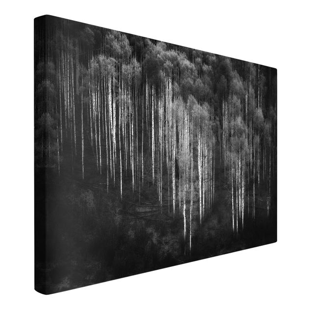 Canvas black and white Birch Forest In Aspen