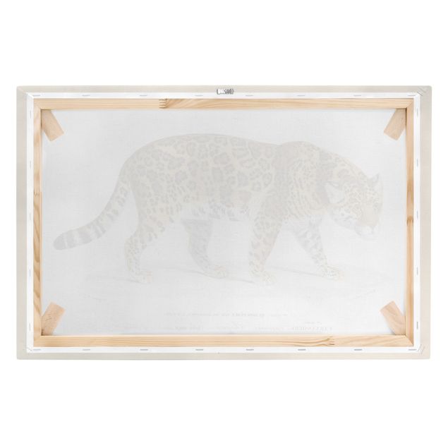 Prints animals Vintage Board Jaguar