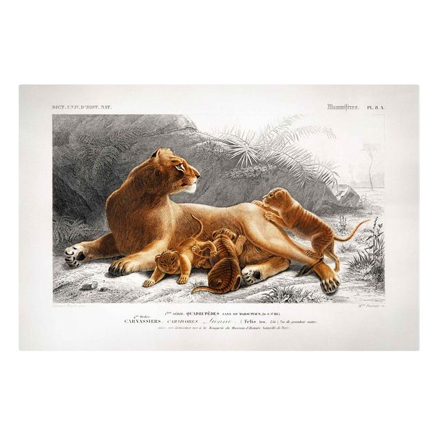 African canvas art Vintage Board Lioness And Lion Cubs