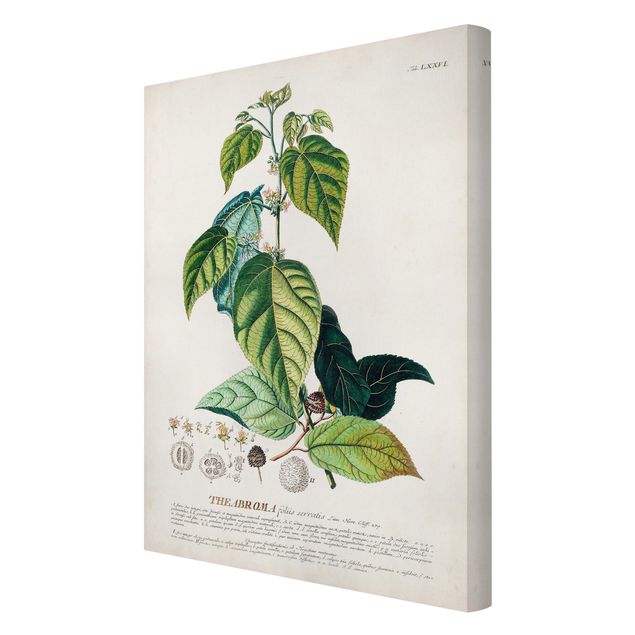 Prints Vintage Botanical Illustration Cocoa