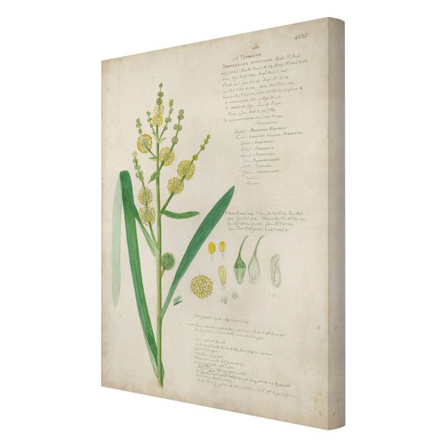Prints green Vintage Botany Drawing Grasses IV
