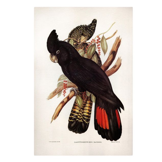 Prints floral Vintage Illustration Black Cockatoo Black Gold