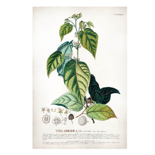 Green canvas wall art Vintage Botanical Illustration Cocoa
