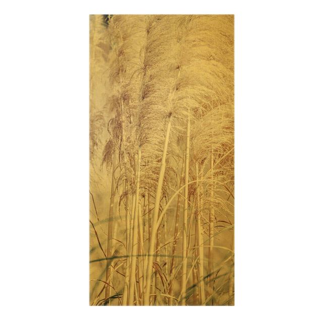 Modern art prints Warm Pampas Grass In Summer