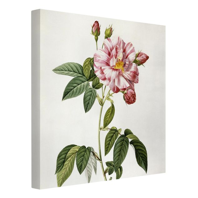 Art prints Pierre Joseph Redoute - Pink Gallica Rose