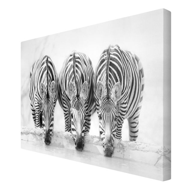 Contemporary art prints Zebra Trio In Black And White