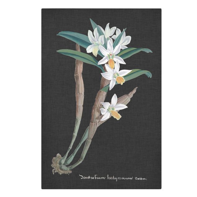 Floral canvas White Orchid On Linen I