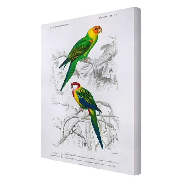 Green canvas wall art Vintage Wall Chart Two Parrots Green Red