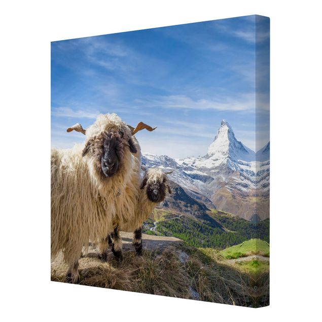 Prints animals Blacknose Sheep Of Zermatt