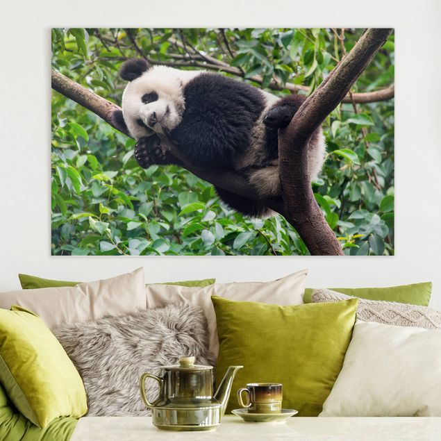 Kitchen Sleeping Panda On Tree Branch