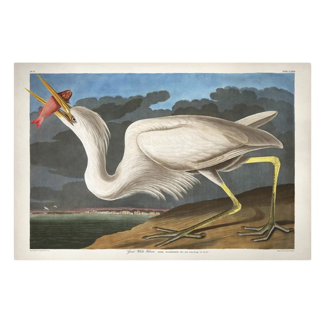 Vintage posters Vintage Board Great White Egret