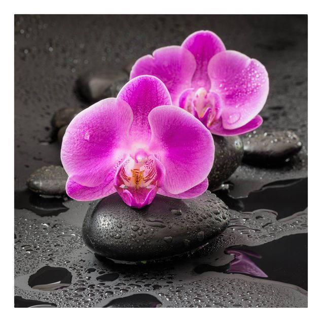 Art prints Pink Orchid Flower On Stones With Drops