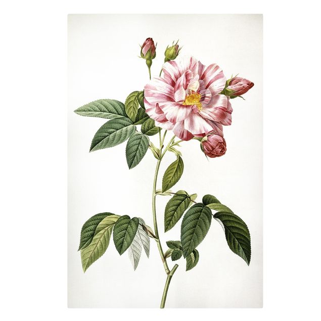 Canvas art Pierre Joseph Redoute - Pink Gallica Rose
