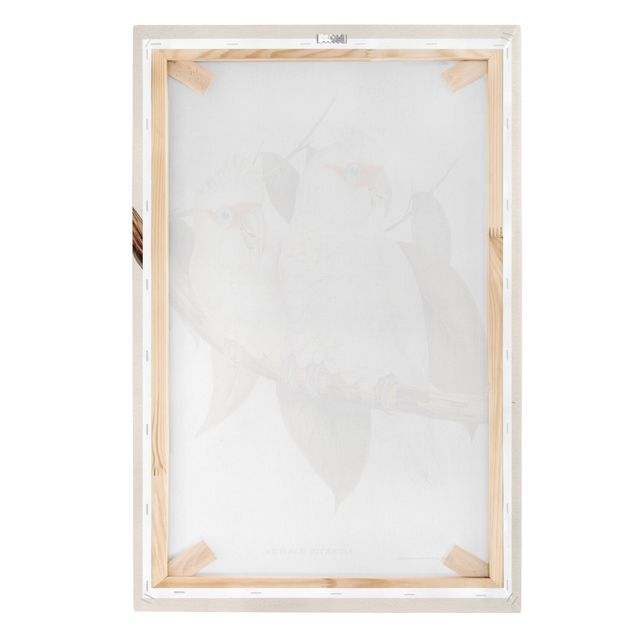 Canvas prints Vintage Illustration White Cockatoo